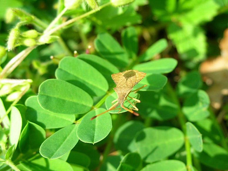 Piccolo insetto irrequieto fra l''erba ...Syromastus rhombeus